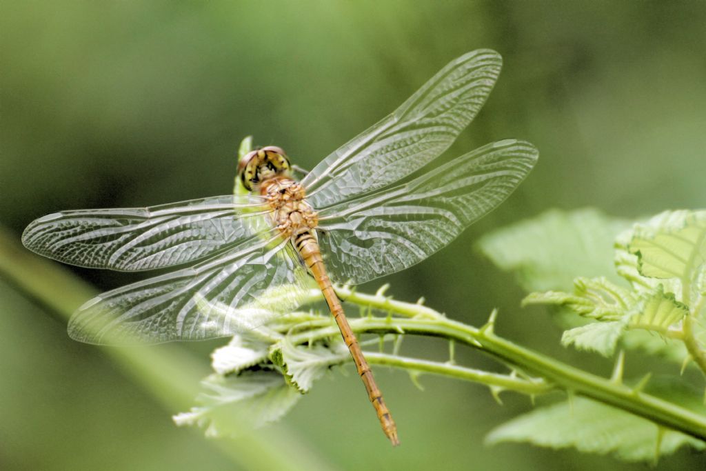 Sympetrum striolatum?